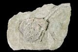 Beautiful, Fossil Crinoid - Missouri #148981-1